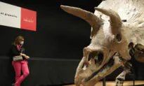 World’s Biggest Triceratops Sells for $7.7 Million in Paris
