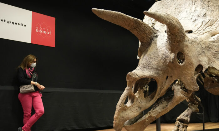 A pistillate   stands adjacent  to the world's biggest triceratops skeleton, known arsenic  "Big John," during its auction successful  Paris, connected  Oct. 21, 2021. (Francois Mori/AP Photo)