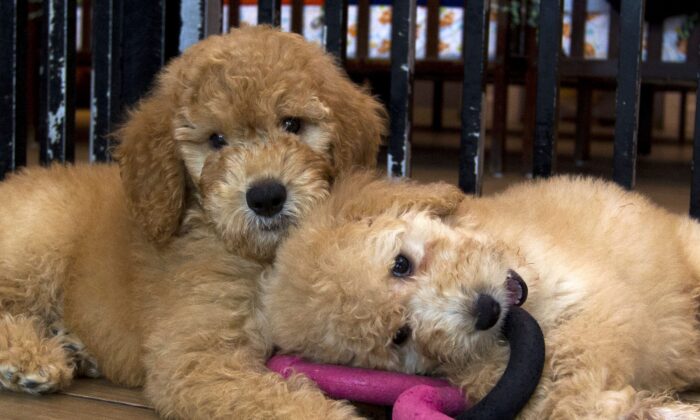 Puppies play in a cage at a pet store in a file photo. After COVID-19 stay-at-home orders went into effect in the spring of 2020, the addition of a furry family member became a hot commodity. (Eamonn M. McCormack/Getty Images)