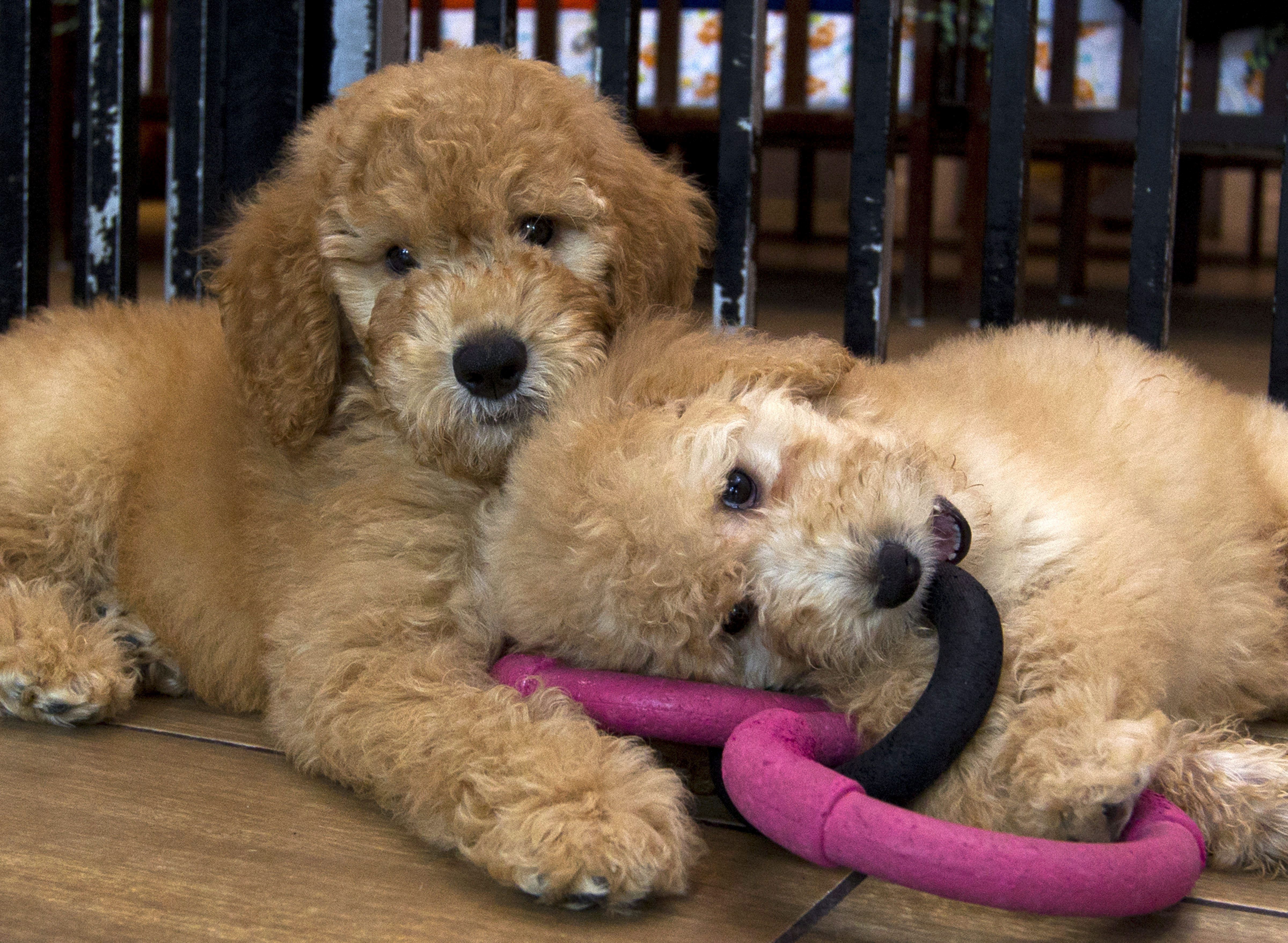 'Pandemic Puppies' Trend Dogged by Animal Welfare Concerns - Vimarsana News