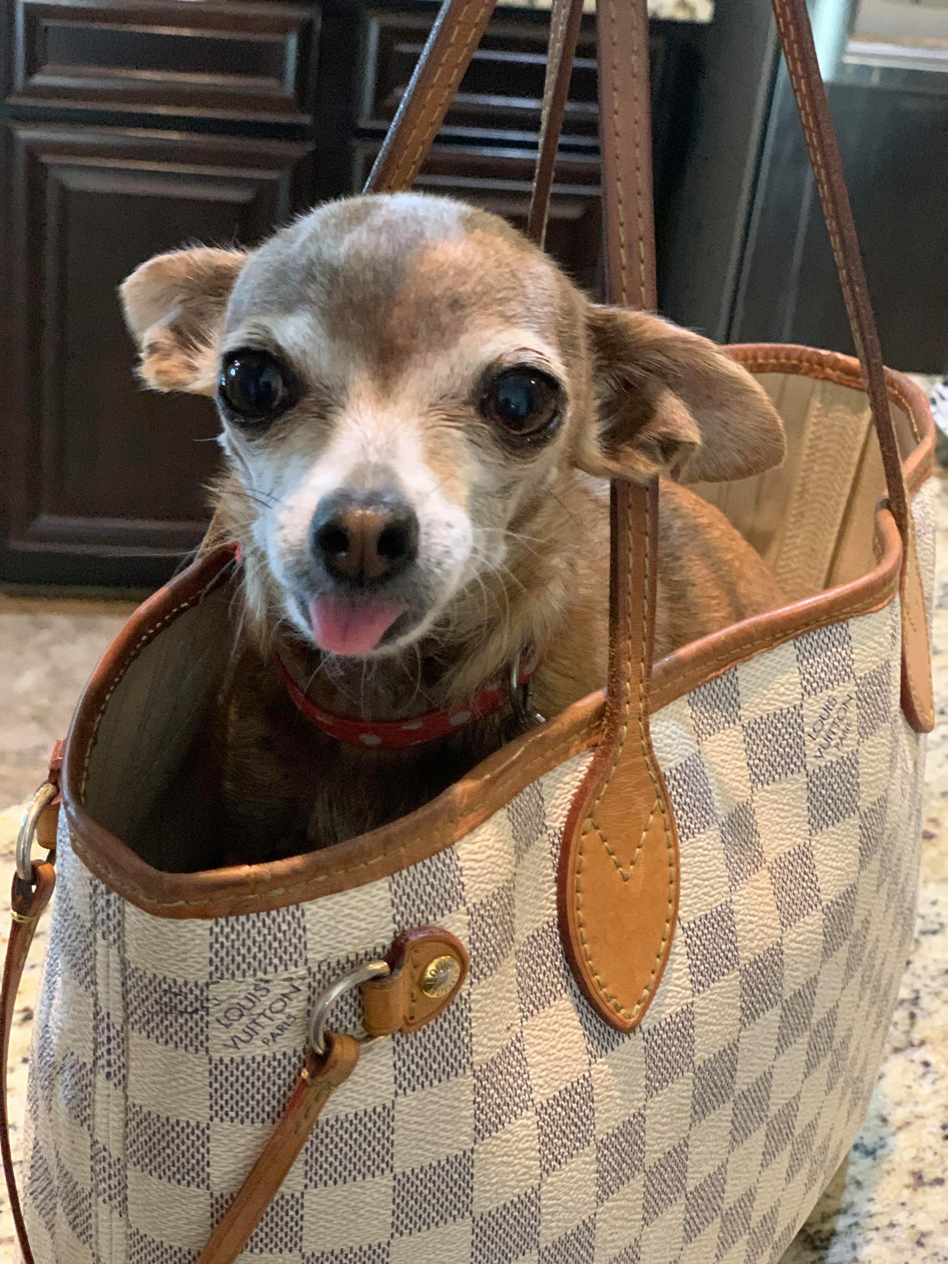 Couple Flying to Vegas Shocked to Find Their Chihuahua Hiding