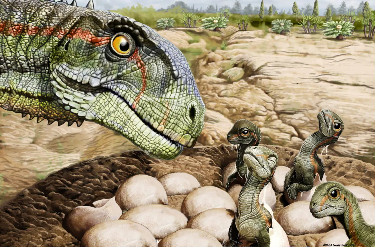 A nest of the Jurassic Period Patagonian plant-eating dinosaur Mussaurus patagonicus with newborns and a parent is seen in an undated artist's rendition. (Jorge Gonzalez/Handout via Reuters)