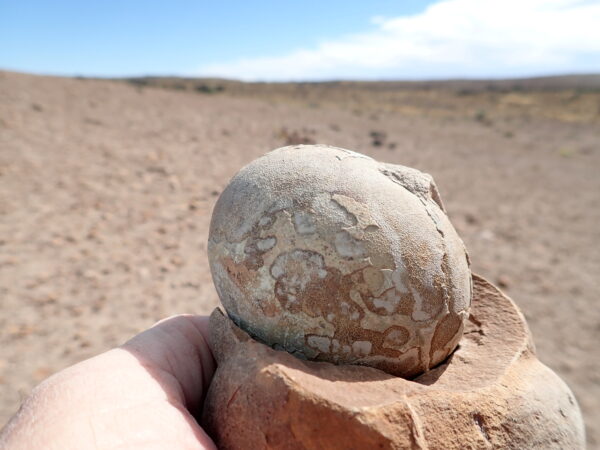 fossilized egg