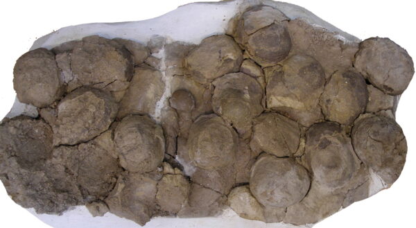 dinosaur eggs