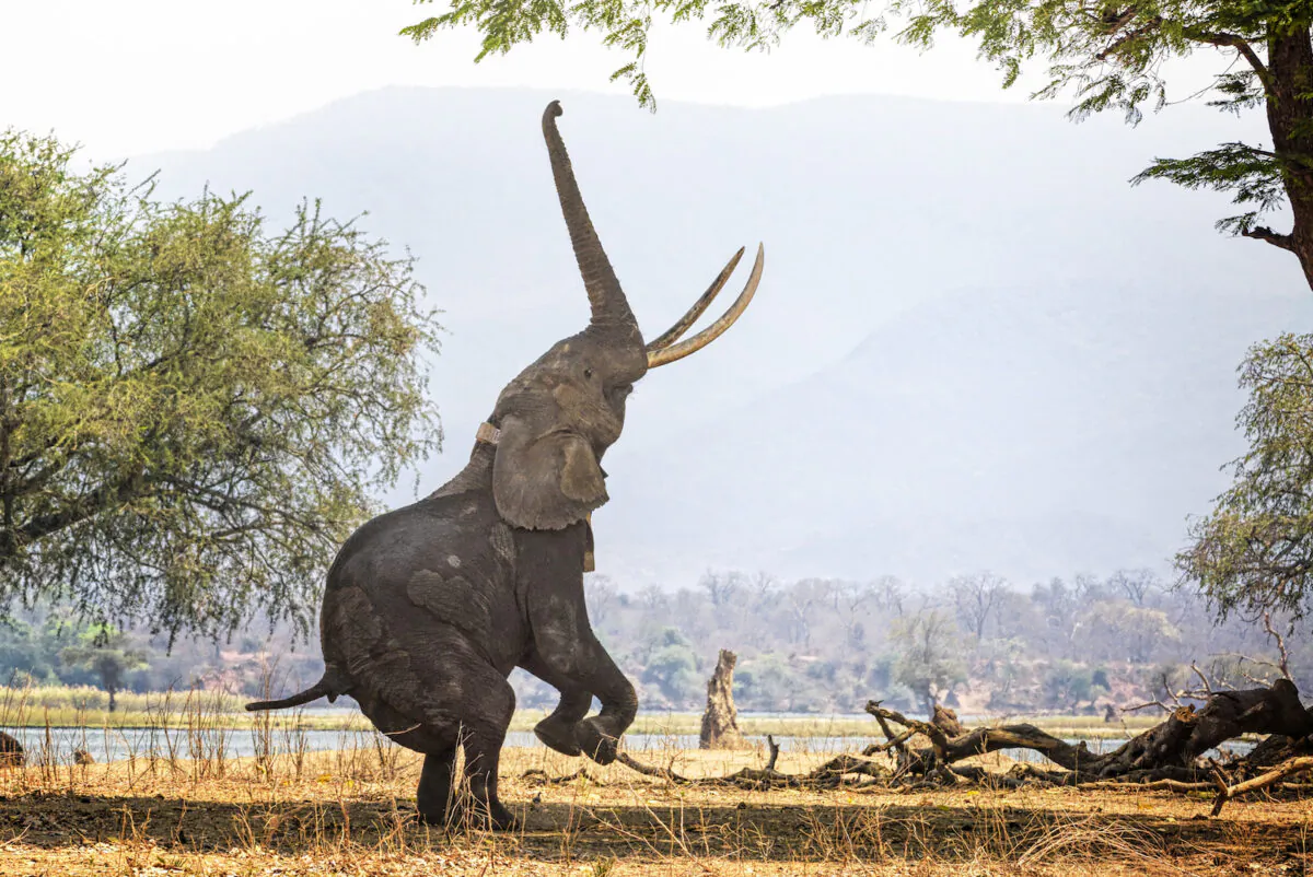 A large African elephant deftly stands on two feet as it reaches for tall branches with its trunk, at Mana Pools National Park, Zimbabwe. (Getty Images)