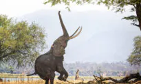 Zimbabwe: Your Dream Safari