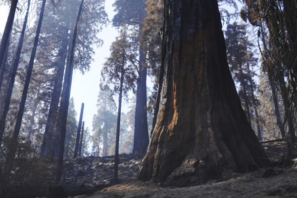 About 10,000 Trees to Be Removed After California Wildfire