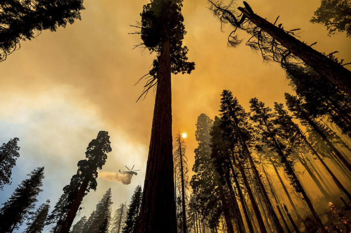 A helicopter drops water on the Windy Fire burning in the Trail of 100 Giants grove of Sequoia National Forest, Calif., on Sept. 19, 2021. (AP Photo/Noah Berger)