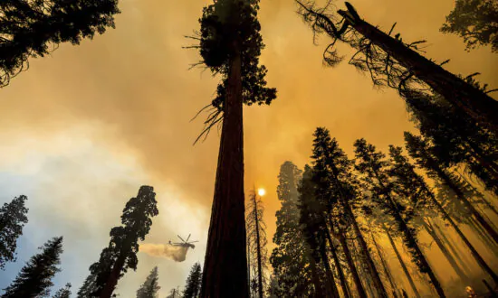 Forest ‘Resilience’ May Translate to Fewer Trees: Study