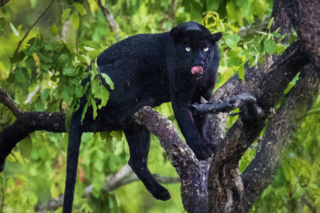 Wildlife Photographer Snaps Black Leopard After 2 Years Tracking—And ...
