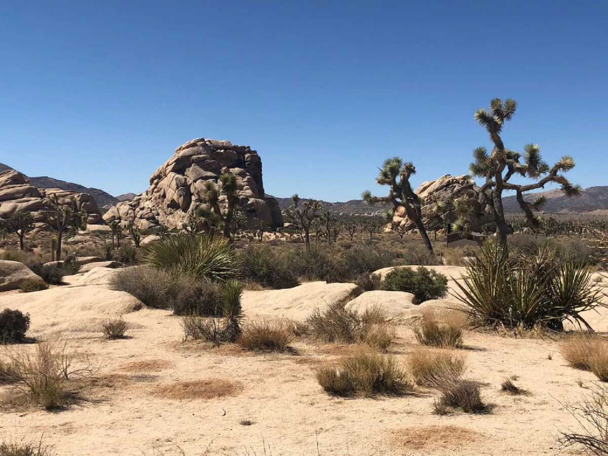 The Joshua trees that give California's Joshua Tree National Park its name are plentiful here, but less so in other parts of the Southwest. (Bill Neely)