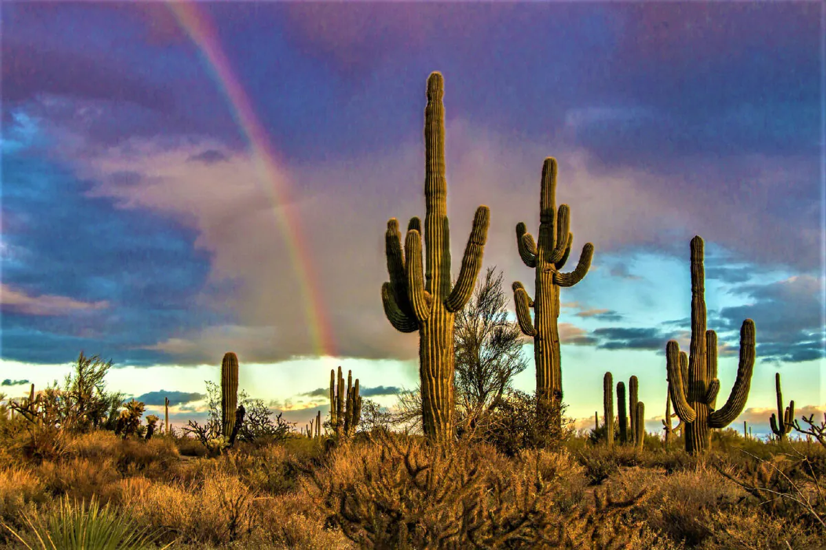 Saguaro cacti thrive in Scottsdale. (Ray Redstone/Dreamstime.com)