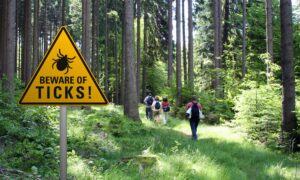What Is Lyme Disease?