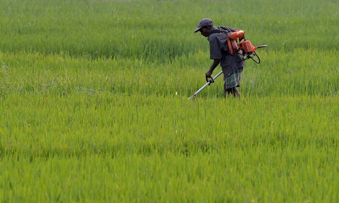 A Sri Lankan farmer works in a paddy field on the outskirts of Colombo on Jan. 9, 2016  (Lakruwan Wanniarachchi/AFP via Getty Images)