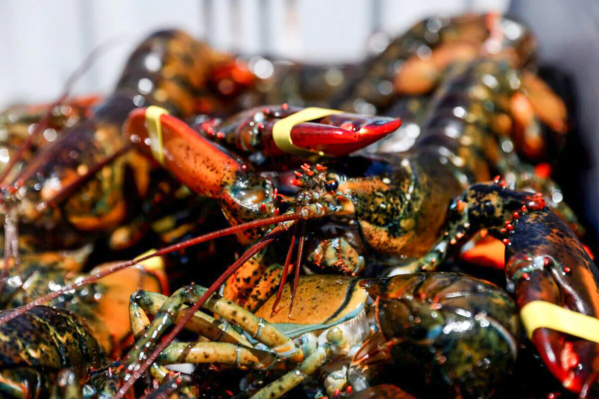 Lobsters are seen in a crate after being brought in by a lobsterman in Stonington, Maine, on July 5, 2017. (Shannon Stapleton/Reuters)