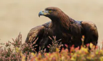 Autumn’s Treat for Birdwatchers: Birds of Prey