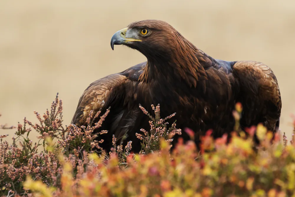 Autumn’s Treat for Birdwatchers: Birds of Prey