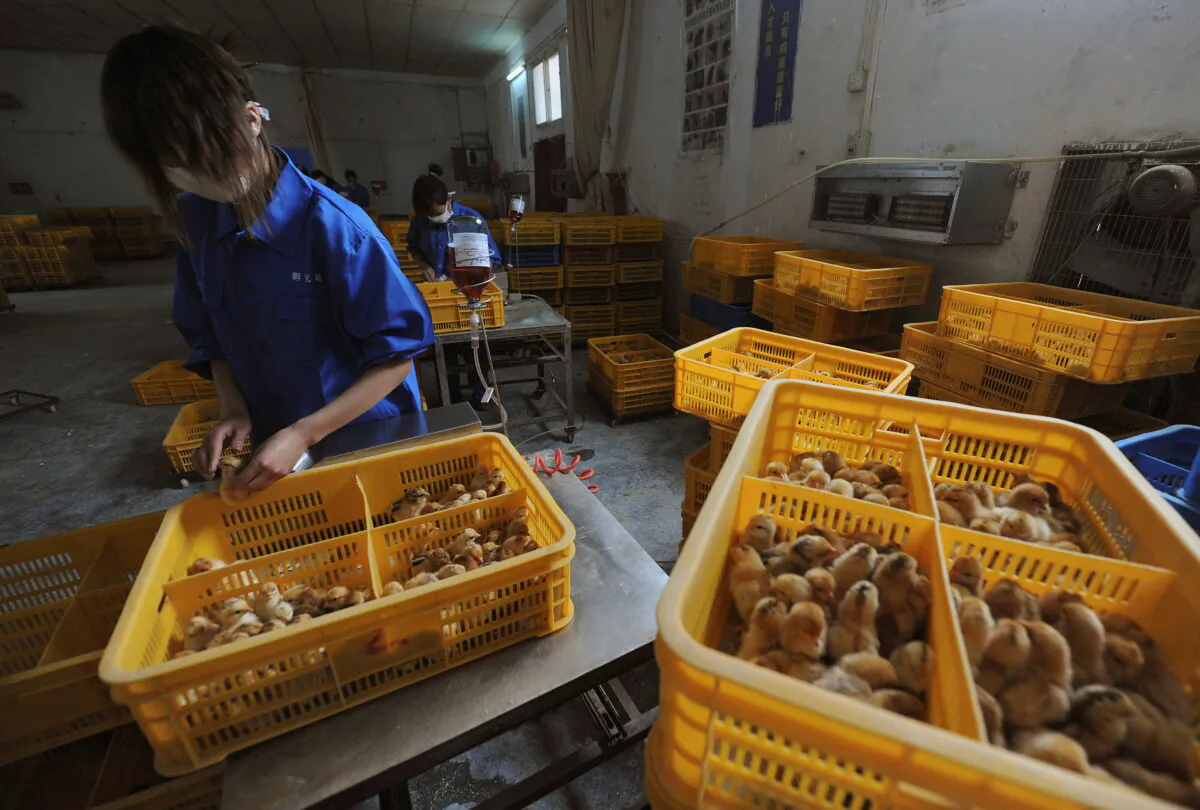 Workers vaccinate chicks with the H9 bird flu vaccine at a farm in Changfeng County, Anhui Province, China, on April 14, 2013. (Stringer/Reuters)