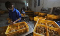 China Reports 1st Ever Human Case of H3N8 Bird Flu