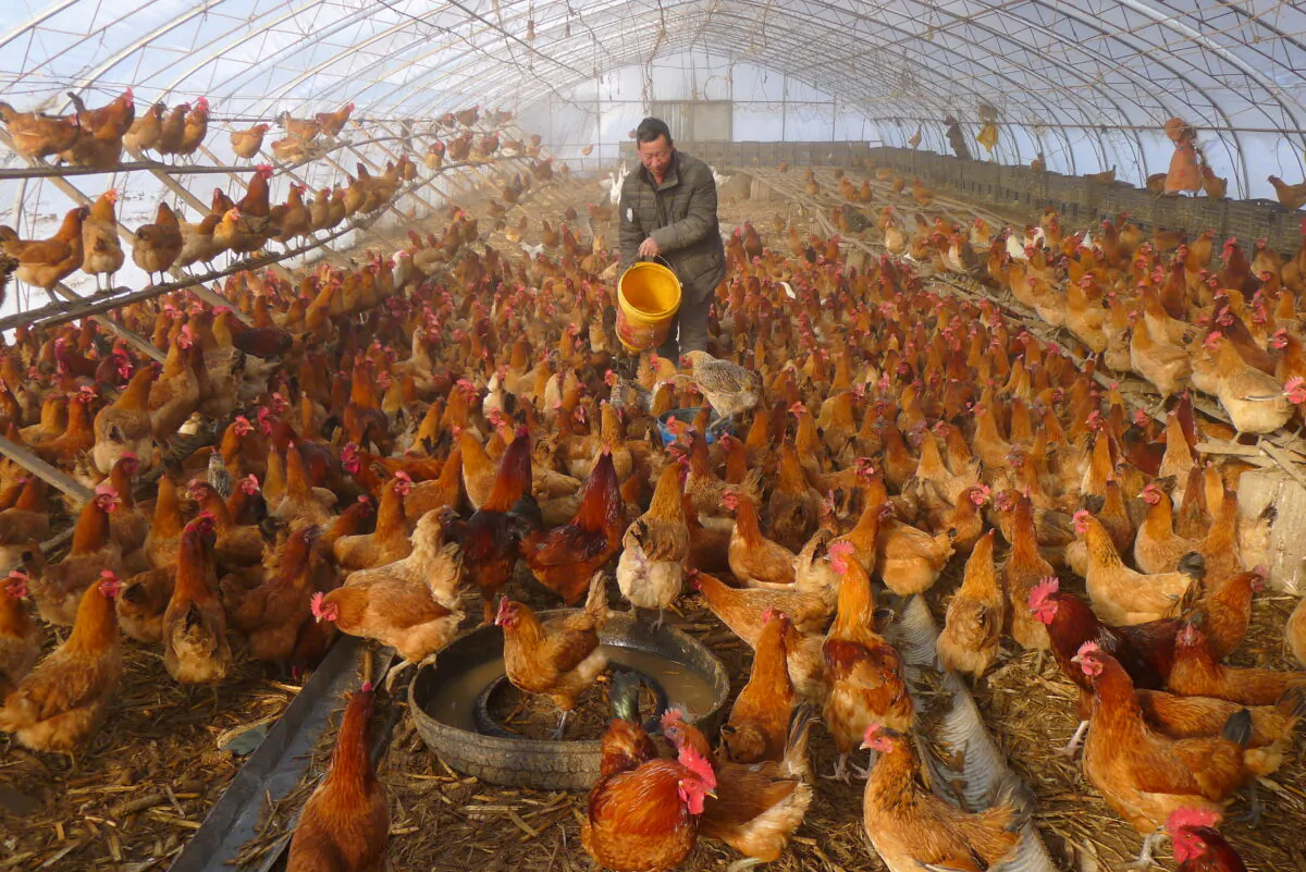 A man provides water for chickens inside a greenhouse at a farm in Heihe, Heilongjiang province, China, on Nov. 17, 2019. (Stringer/Reuters)