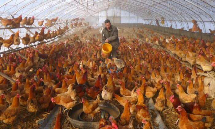A man provides water for chickens inside a greenhouse at a farm in Heihe, Heilongjiang province, China, on Nov. 17, 2019. (Stringer/Reuters)