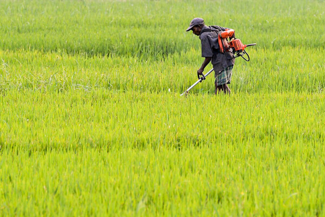 A Sri Lankan farmer works in a paddy field on the outskirts of Colombo, Sri Lanka, on Jan. 9, 2016. (Lakruwan Wanniarachchi/AFP via Getty Images)
