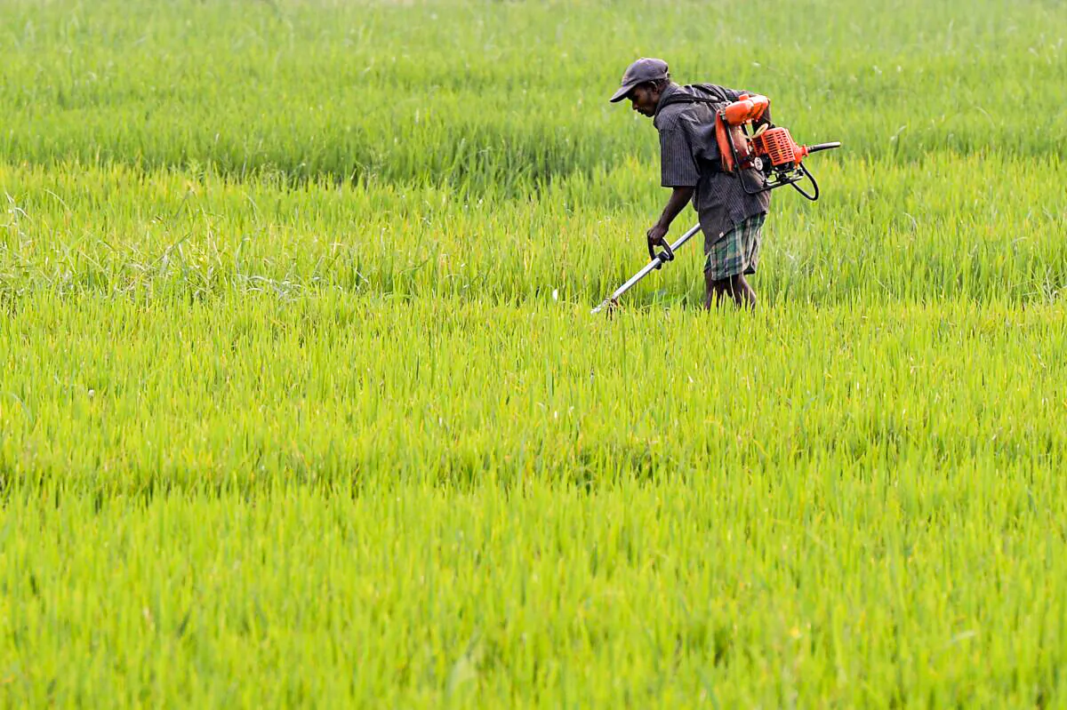 A Sri Lankan farmer works in a paddy field on the outskirts of Colombo, Sri Lanka, on Jan. 9, 2016. (Lakruwan Wanniarachchi/AFP via Getty Images)