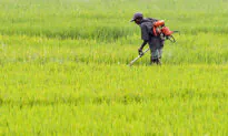 Sri Lanka’s Economic Chaos Shows the Dangers of Environmental Planning