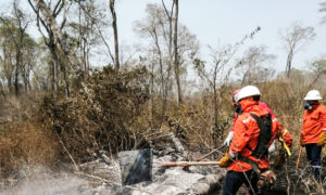 China’s Beef Demand in Bolivia Drives Deforestation and Wildfires