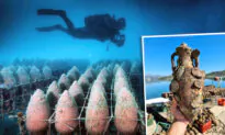Winemakers Age Bottles of Red Below Adriatic Sea for 700 Days for ‘Flavor of the Ocean’