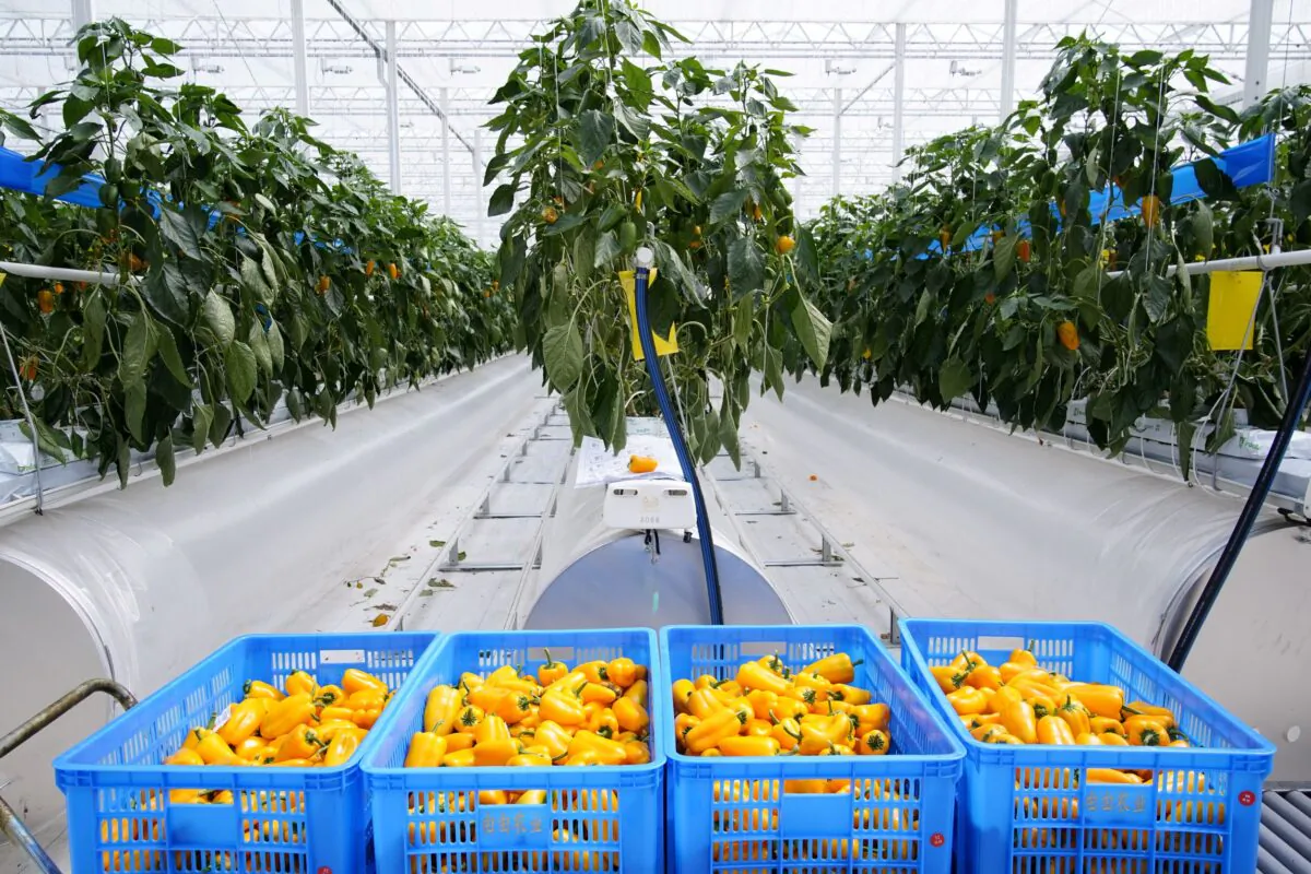 Peppers are seen at a greenhouse in Shanghai, China on May 25, 2021. (Aly Song/Reuters)