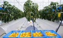 Vegetables Pricier Than Pork Worry Chinese Consumers as Costs Swell