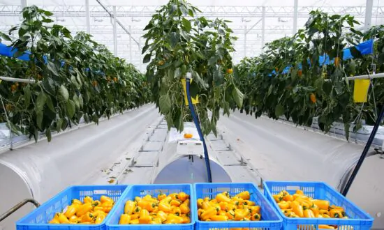 Vegetables Pricier Than Pork Worry Chinese Consumers as Costs Swell