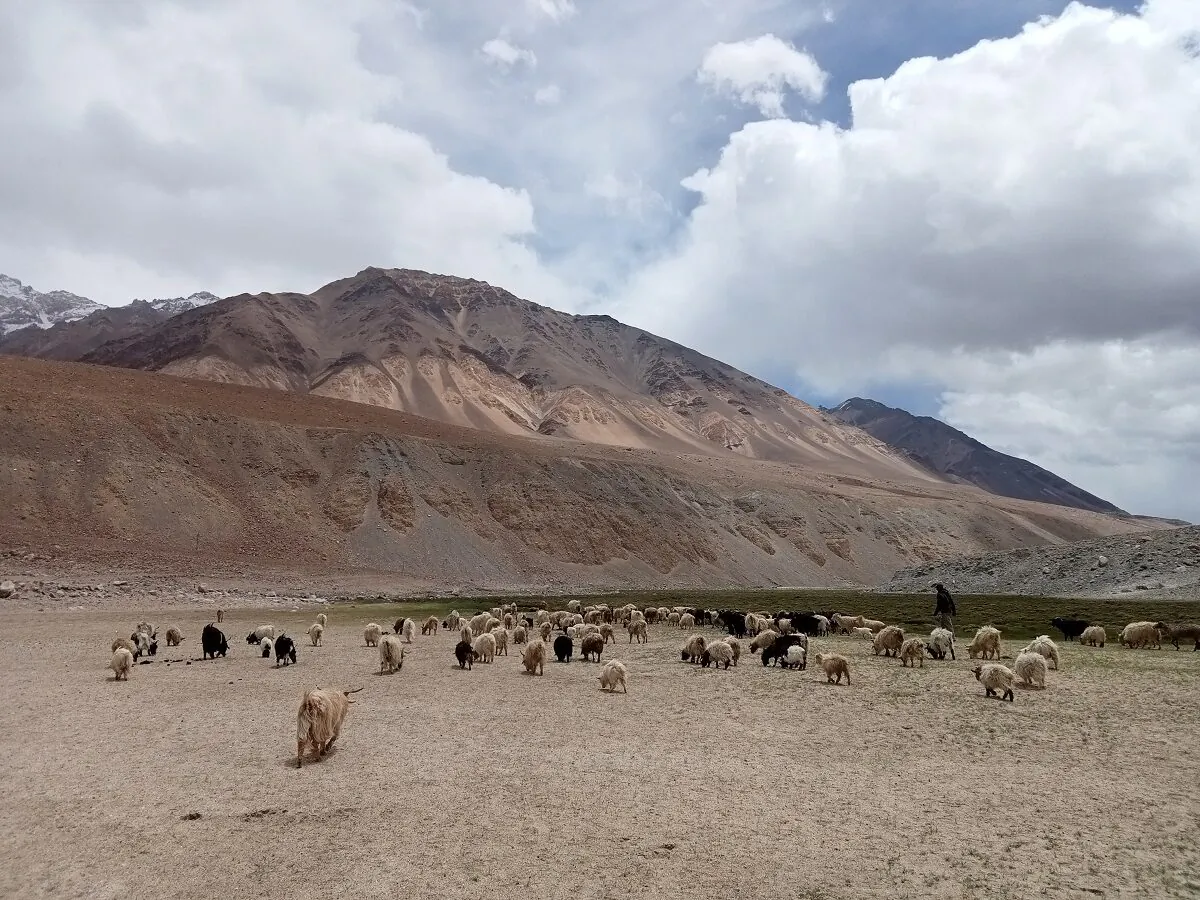 A herd of pashmina goats grazing in a valley in Changthang, in eastern Ladakh, on June 22, 2021. (Venus Upadhayaya/Epoch Times)