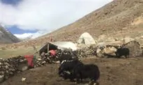 Chinese Livestock Seen in Indian Territory as Indian Nomads Are Restricted After Border Conflict