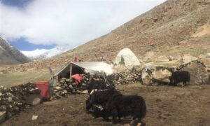 Chinese Yak Seen in Indian Territory, Indian Nomads Restricted, After Border Conflict