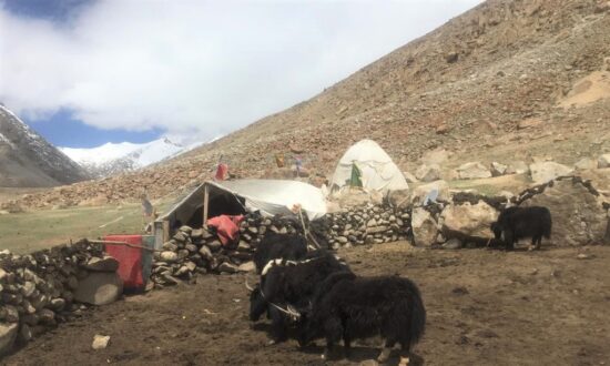 Chinese Livestock Seen in Indian Territory as Indian Nomads Are Restricted After Border Conflict