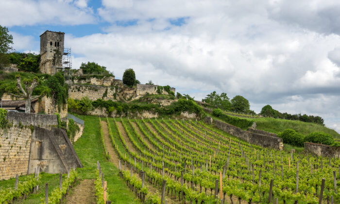 Merlot emanates from Bordeaux, where it is one of the most vital additions to the wines of St.-Emilion and Pomerol. (Gumbao/Shutterstock)