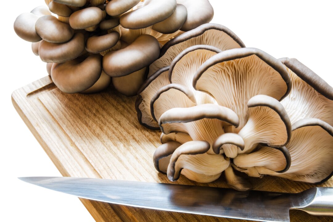 With their delicate, savory flavor, oyster mushrooms can be enjoyed in many dishes and have an impressive roster of health benefits worthy of your attention. (Shutterstock/sergey0506)
