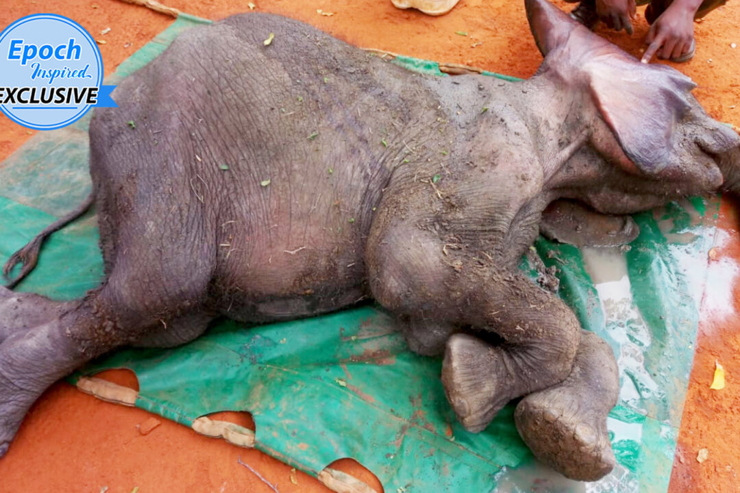 (Video) Collapsed Elephant Calf Gasping for Air in Muddy Pool Thrives After Rescue: ﻿‘He Is So Brave’