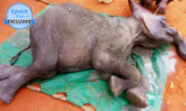 (Video) Collapsed Elephant Calf Gasping for Air in Muddy Pool Thrives After Rescue: ﻿’He Is So Brave’
