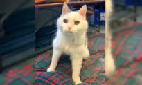 A Purr-fect Match: 101-Year-Old Woman Adopts 19-Year-Old Cat to Spend Last Days Together