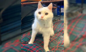 Cat Born With 4 Ears Due to Genetic Mutation Gets Adopted by Woman in Turkey