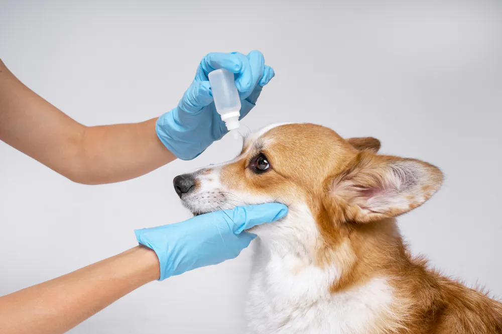 Glaucoma is an emergency in dogs because it can quickly result in permanent blindness. (Masarik/Shutterstock)