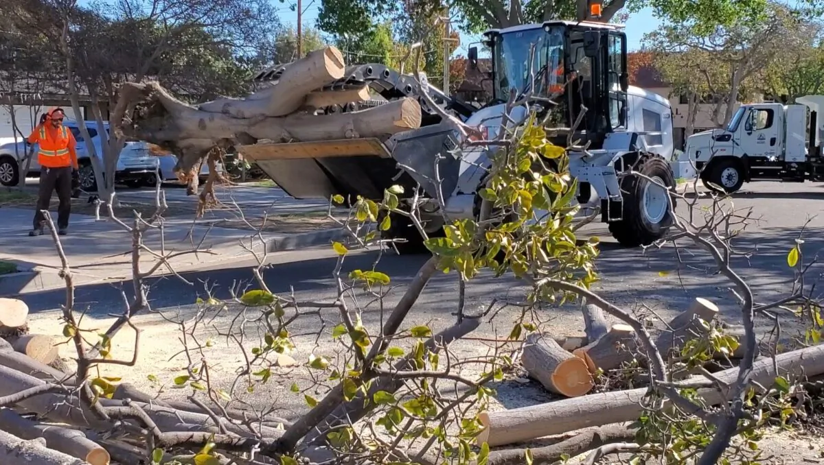 Santa Ana responded to hundreds of calls regarding torn down trees after high winds hit Orange County on Nov. 29, 2021. (Courtesy of the City of Santa Ana)