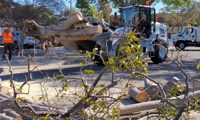 Santa Ana responded to hundreds of calls regarding torn down trees after high winds hit Orange County on Nov. 29, 2021. (Courtesy of the City of Santa Ana)
