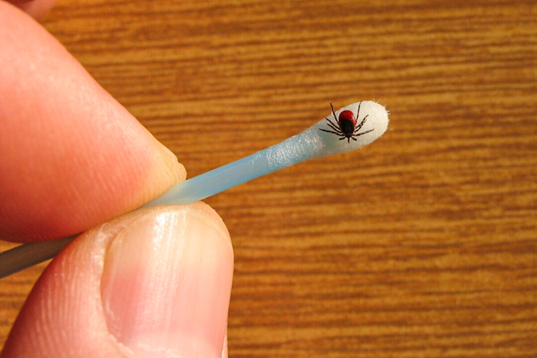 Ticks carry a variety of
bacteria that can lead to
illness and can be difficult to detect. (Anastazzo/Shutterstock)