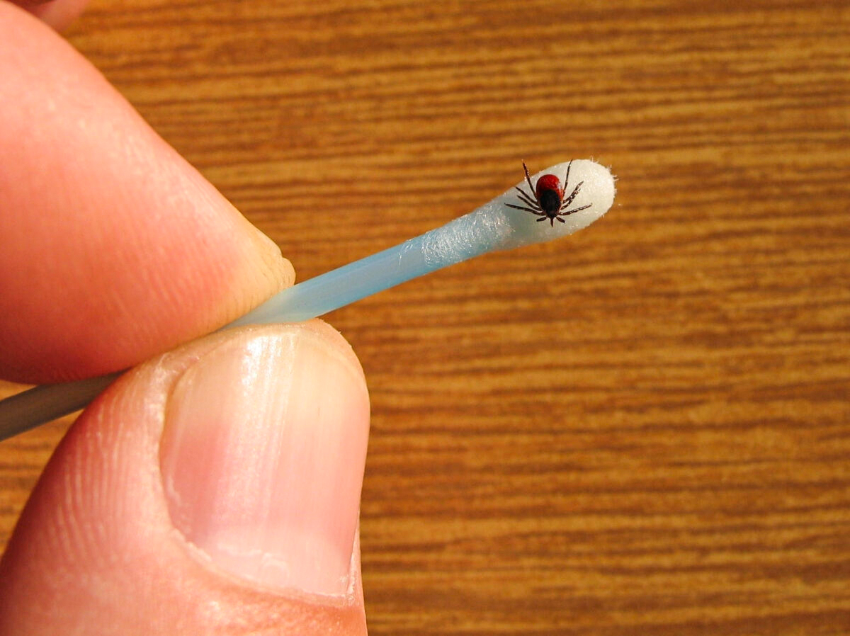 Testing for Lyme Disease and Treating It - Vimarsana News