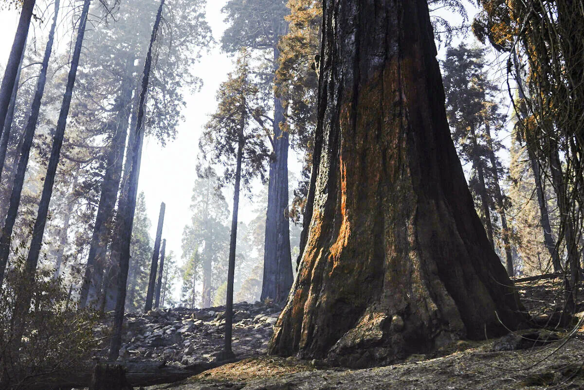 A giant sequoia, right, shows blackened scarring from a forest fire, seen during a media tour of Redwood Canyon in Kings Canyon National Park, Calif., on Oct. 15, 2021. (Eric Paul Zamora/The Fresno Bee via AP)