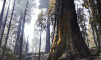 More Than 100 World Leaders Support Agreement to Reverse Deforestation and Land Degradation by 2030